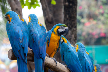 Parrot sitting on a tree