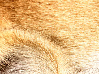 dog fur background 4
