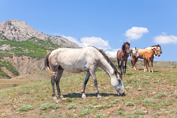 Fototapeta na wymiar krajobraz z końmi