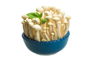 Japan mushroom Shimeji