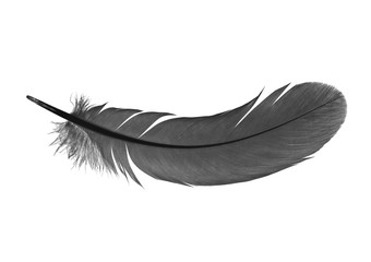 feather on a white background - 54141017