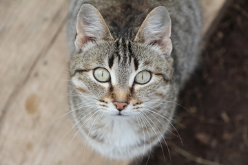 Gray cat.