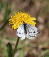 Butterfly on flower.
