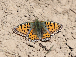 Butterfly.