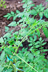 Young tomato plants in early growth