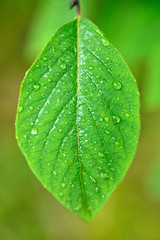 green leaves background