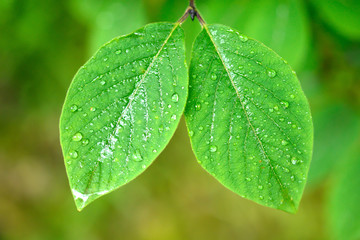 green leaves background