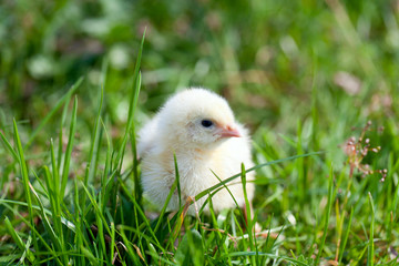  chicks on grass