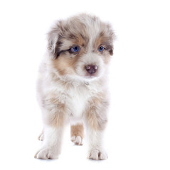 australian shepherd