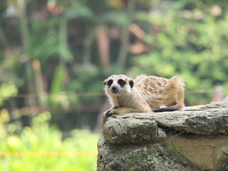 Photograph of a Meerkat at a zoo