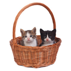 Fototapeta na wymiar Two small kittens in a wicker basket isolated on white