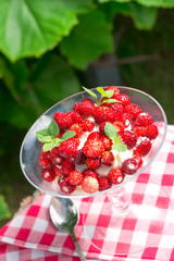  Woodland strawberry with whipped cream