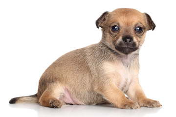 Obraz premium Chihuahua puppy (one month)