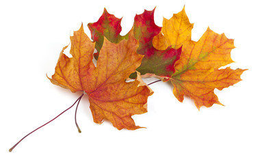 maple autumn leaves isolated on white background