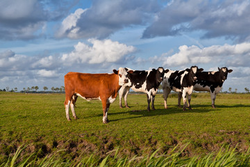Fototapeta na wymiar few cows on pasture