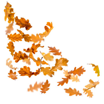 Oak autumn falling leaves, isolated on white background.