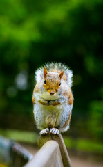 art squirrel refreshments waiting on a bench in London's Hyde Pa