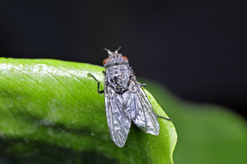 A kind of insect flies