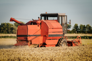 Fototapeta premium Combine harvesting wheat