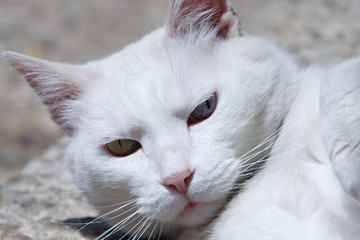 Closeup white cat
