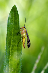 Mecoptera Scorpion Fly Panorpa Panorpidae