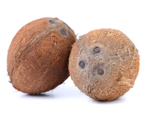 coconuts isolated on a white background