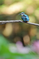 止まり木のカワセミ