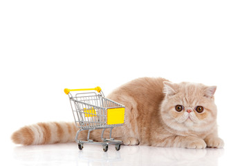 persian exotic cat isolated with shopping trolly