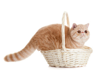 Fototapeta na wymiar persian exotic cat isolated with shopping basket
