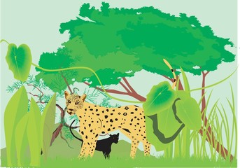 Jungle forest © Massaget