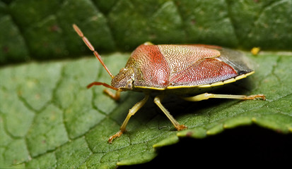 side of wild fly hemiptera