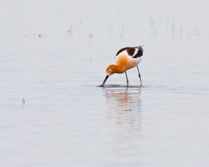 Wading Avocet