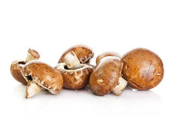 mushroom  isolated on white background.