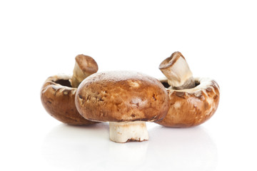 mushroom  isolated on white background.
