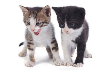 Obraz premium two little funny kitten isolated on white background