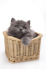Fototapeta na wymiar Small gray kitten