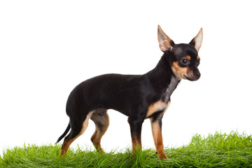 chihuahua on green gras isolated on white background