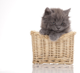 Fototapeta na wymiar British little kitten 