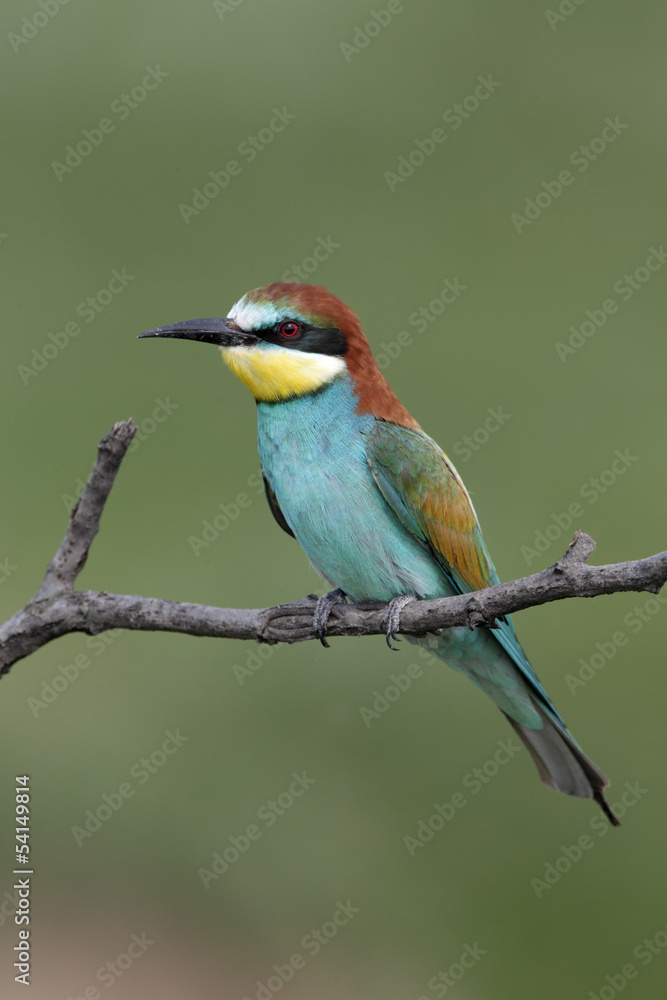 Sticker European bee-eater, Merops apiaster, 