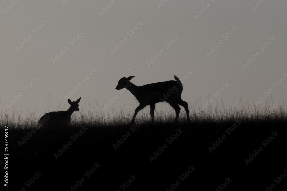 Sticker Fallow deer, Dama dama, group silhouetted