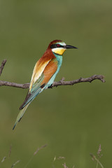 European bee-eater, Merops apiaster, 