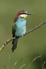 Obraz premium European bee-eater, Merops apiaster, 
