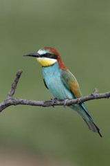 European bee-eater, Merops apiaster, 