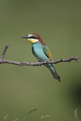 European bee-eater, Merops apiaster, 
