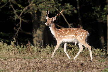 Fallow deer, Dama dama, single male 