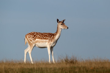 Fallow deer, Dama dama, single female 