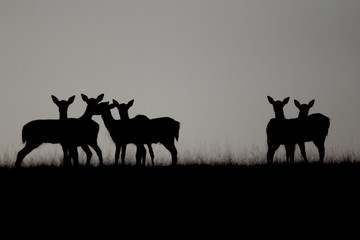 Fallow deer, Dama dama, group silhouetted 