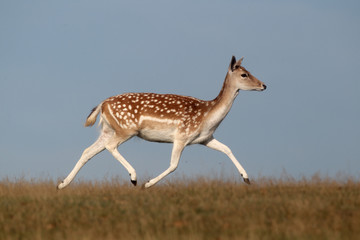 Fallow deer, Dama dama, single female 