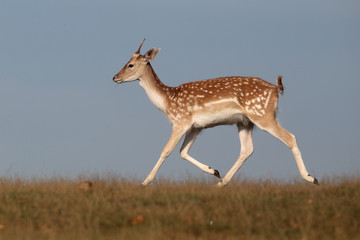 Fallow deer, Dama dama, single male running 