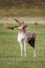 Fallow deer, Dama dama, Single male 
